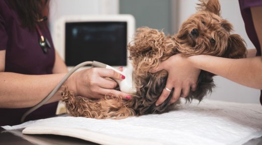 Modernize Your Clinic with The Latest Tools and Equipment from Eurovets Range Modernize Your Clinic with The Latest Tools and Equipment from Eurovets Range