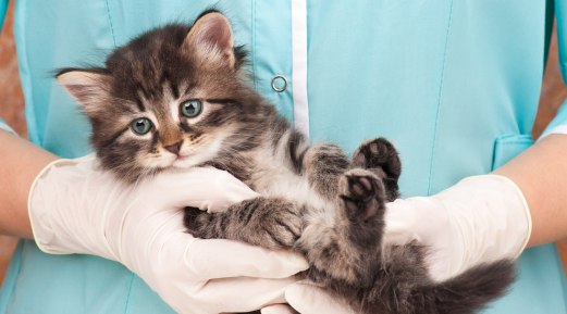 IDEXX Helps Diagnose Common Diseases in Cats IDEXX Helps Diagnose Common Diseases in Cats