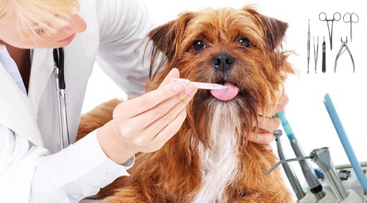 Improve Pet Oral Health with This Fail-Proof, Practical Guide