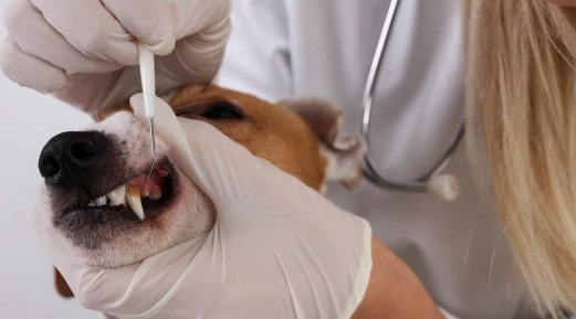 Importance of a Reliable Pet Dental Examination Tool in Your Clinic
