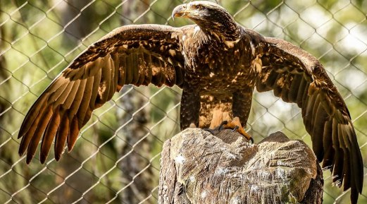 Importance of Biosecurity in Birds of Prey Facility