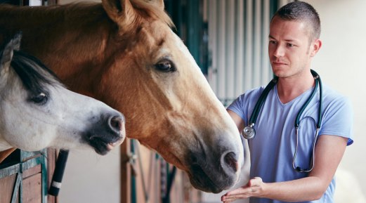 Importance of Equestrian Biosecurity During Racing Season Importance of Equestrian Biosecurity During Racing Season