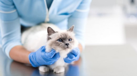 Infection Control and Biosecurity Are Crucial Elements of Patient Care That Should Be Prioritized in Veterinary Medicine