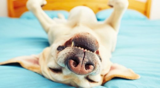 Is Your Pet Immunized? Is Your Pet Immunized?