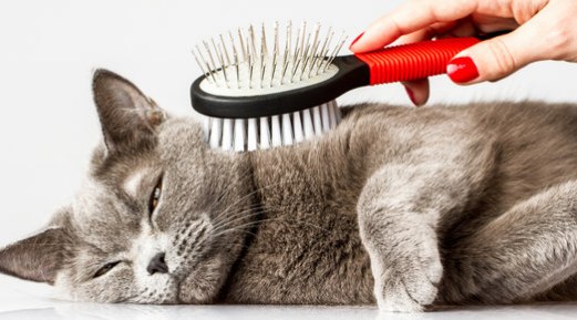 How to Keep Your Cat’s Fur Looking at its Best