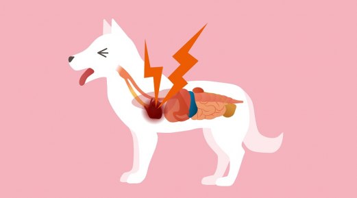 Knowing Kidney Diseases in Dogs for Proper Care Knowing Kidney Diseases in Dogs for Proper Care