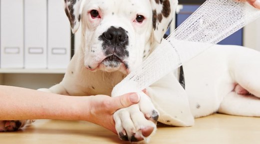 Knowing Pets’ Joint Health and Essential Nutrients Knowing Pets’ Joint Health and Essential Nutrients