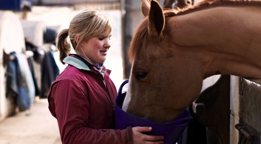 Knowing the Fundamentals of Horse Nutrition: A Guide to Horse Feeding