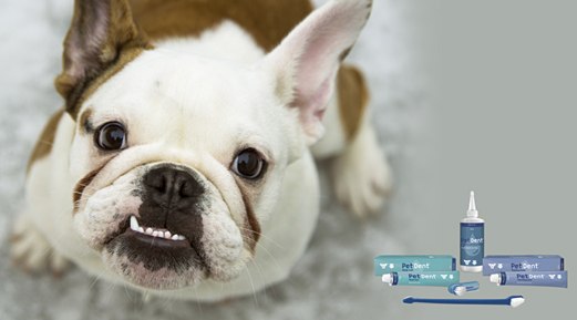 Brush up on your pet's dental regime