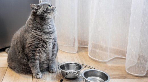 Learn How Obesity in Pets is a Serious Issue for Several Reasons Learn How Obesity in Pets is a Serious Issue for Several Reasons