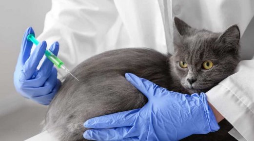 Lifesaving Tips for Cat Vaccinations