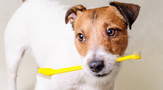 Maintain Your Dog’s Oral Hygiene During Festive Season