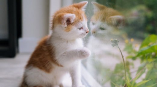 Major Reasons Why You Should Keep Your Cat Indoor Major Reasons Why You Should Keep Your Cat Indoor