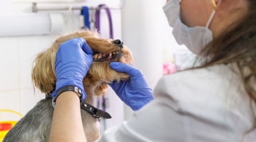 The Premier Choice for Metabolic Diets in Dogs The Premier Choice for Metabolic Diets in Dogs