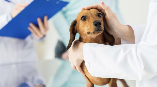 Preventive Care: The Crucial Role of Practice Culture in Veterinary Medicine Preventive Care: The Crucial Role of Practice Culture in Veterinary Medicine