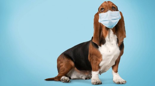 Most Recommended Allergy Test for Pets