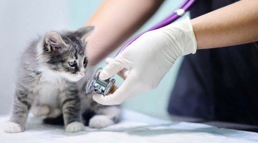 Must-Have Equipment in Every Veterinary Clinic Must-Have Equipment in Every Veterinary Clinic