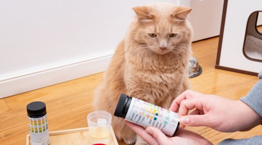 Must-Know Information Regarding Cats' Kidney Diseases Must-Know Information Regarding Cats' Kidney Diseases