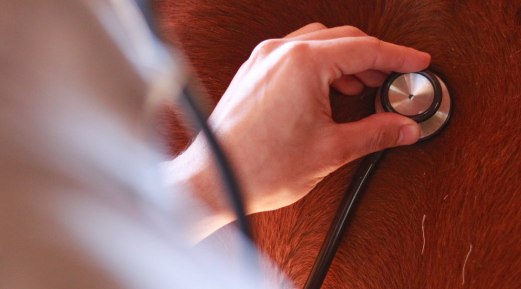 Nine Signs of Good Equine Health