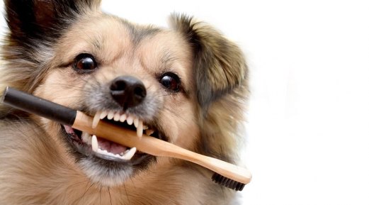 Pet Care Tips to Maintain Their Breath Fresh