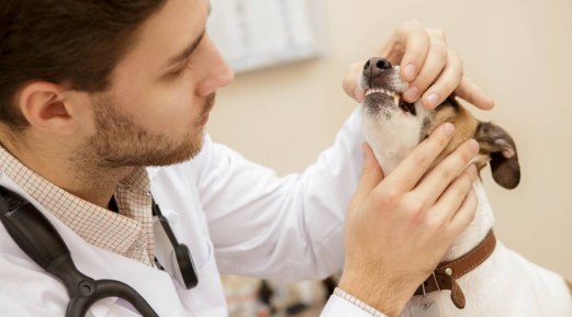 Navigating Feline Dental Care with iM3: A Comprehensive Guide Navigating Feline Dental Care with iM3: A Comprehensive Guide