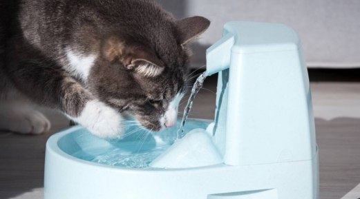 Five Indicators That Your Pet Is Dehydrated Five Indicators That Your Pet Is Dehydrated