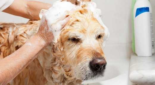 Pet Safe Hygiene Products: Non-Toxic & Biodegradable