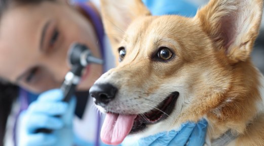 Planning Your Pet’s Preventive Care