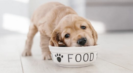 The Importance of Giving Good Food to Puppies for Your Pet's Best Growth The Importance of Giving Good Food to Puppies for Your Pet's Best Growth