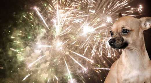 Preparing Your Pets for Fireworks Season with CalmEze from Eurovets