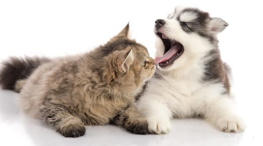 Most Crucial Facts You Need to Safeguard Your Pet's Dental and Overall Health
