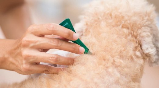 Preventing Ticks and Flea Infestation in Cats and Dogs Preventing Ticks and Flea Infestation in Cats and Dogs