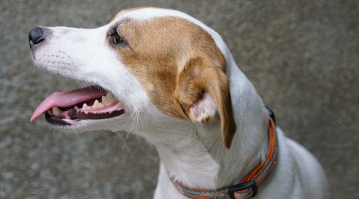 Reasons to Why You Must Use Oxyfresh Water Additive for Your Dogs Reasons to Why You Must Use Oxyfresh Water Additive for Your Dogs