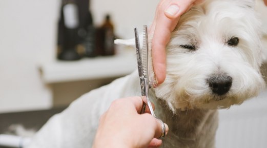 Reasons Why You Should Groom Your Dog Reasons Why You Should Groom Your Dog