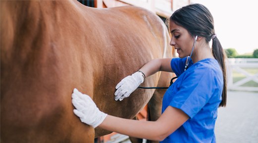 The Science and Innovation Behind Royal Horse Feed The Science and Innovation Behind Royal Horse Feed