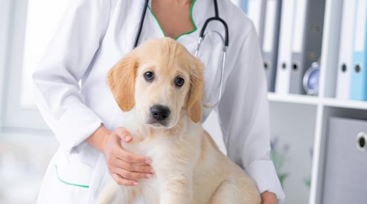 Measuring Antibody Titers Is Becoming Common in Veterinary Practice