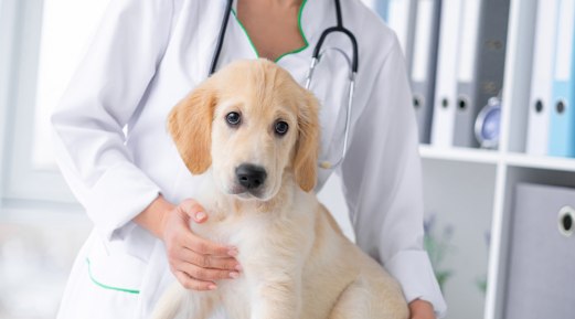Measuring Antibody Titers Is Becoming Common in Veterinary Practice Measuring Antibody Titers Is Becoming Common in Veterinary Practice