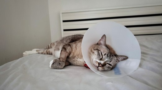 Kidney Disease Affects the Majority of Cats Kidney Disease Affects the Majority of Cats