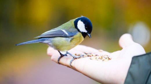 Why is certified organic bird feed best for your Feathered friends?