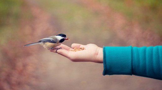 Summer Bird Care: What to Expect and How to Prepare