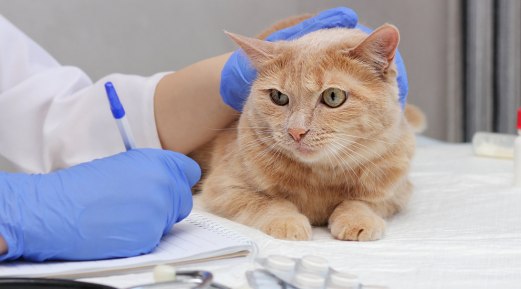 Surgery for Thyroid Tumors in Cats Surgery for Thyroid Tumors in Cats