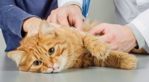 Surprising Facts About Feline Kidney Diseases