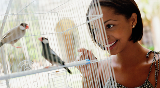 The Ideal Match for A Selected Cage Bird Pet The Ideal Match for A Selected Cage Bird Pet