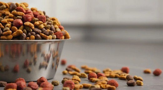 The Ideal Nutrition for Each Stage of Your Pet's Life