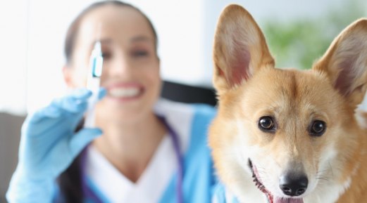 The Importance of Antibody Testing as a Standard Vaccination Practice for Pets The Importance of Antibody Testing as a Standard Vaccination Practice for Pets