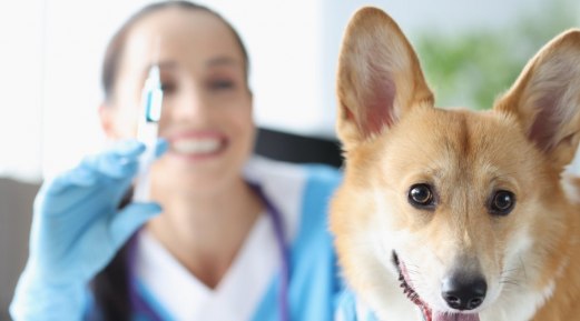 The Importance of Antibody Testing as a Standard Vaccination Practice for Pets