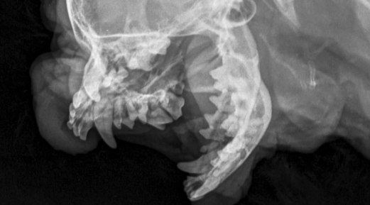 The Importance of Dental X-rays in Dogs