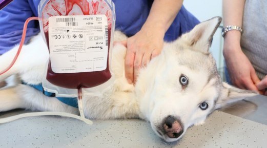 The Lifesaving Power of Early Virus Detection in Pets The Lifesaving Power of Early Virus Detection in Pets