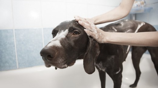 The Little-Known Advantages of Bathing Your Pets
