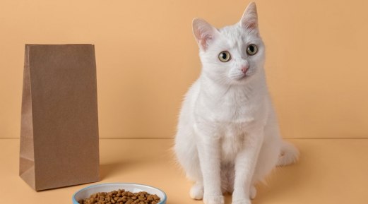 The Reasons Why Your Pet May Need Special Food